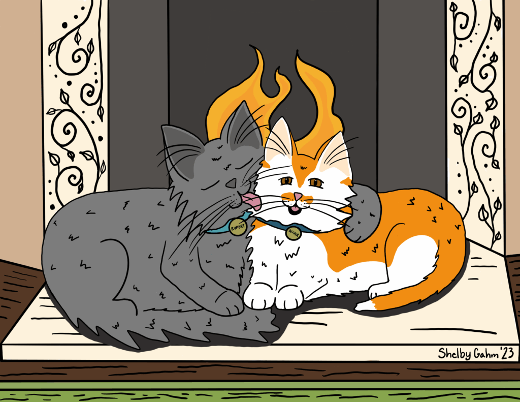 orange and grey cat